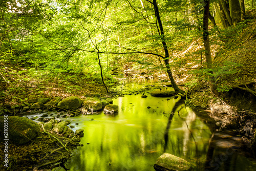 Fototapeta Naklejka Na Ścianę i Meble -  Green forest in the summer reflecting colors