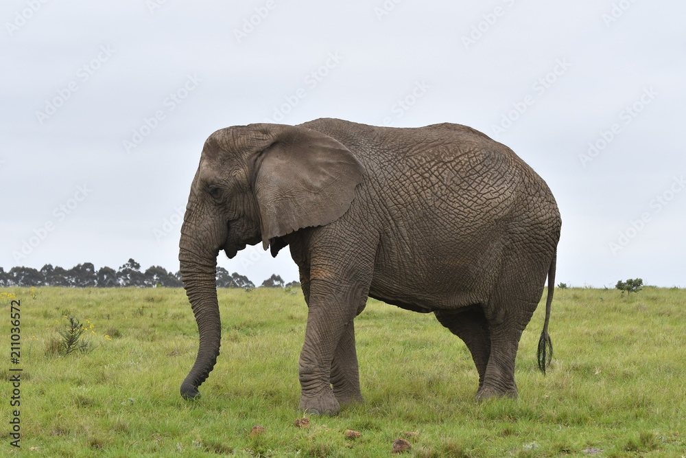 Eléphant - Afrique du sud