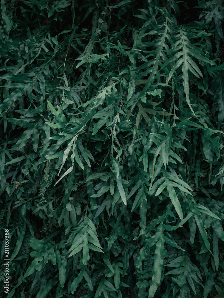 Beautiful nature background of vertical garden with tropical green leaf Beautiful nature background of vertical garden with tropical green leaf