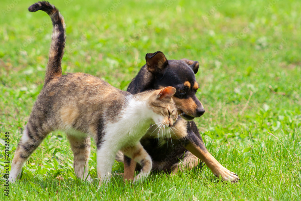 Obraz premium cat and dog are touching their heads. Beautiful animal friendship. Cat and dog love