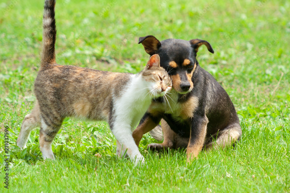cat and dog friendship are touching their heads. Beautiful animal .Cat and dog love cat and dog friendship are touching their heads. Beautiful animal .Cat and dog love