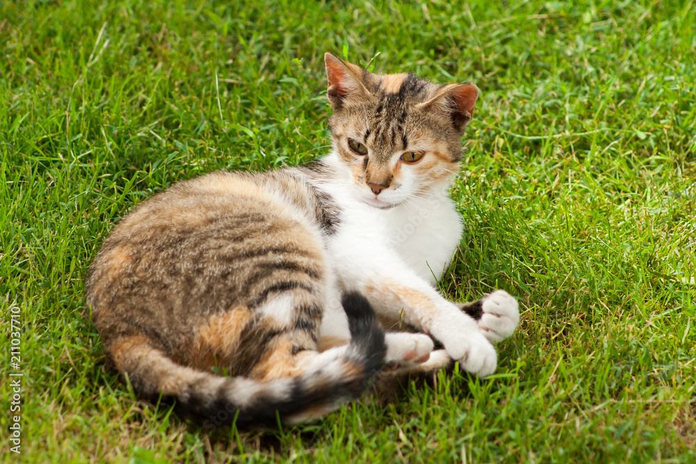 A young cat lies on the grass, rests and plays
