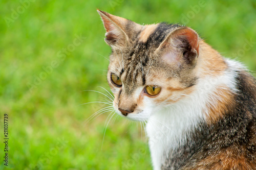 Wallpaper Mural Head of a young cat on a green grass background Torontodigital.ca