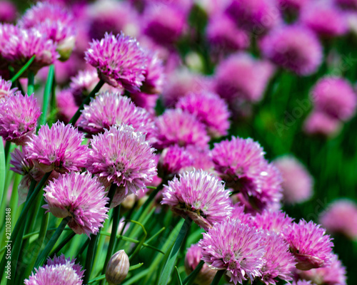 Chives