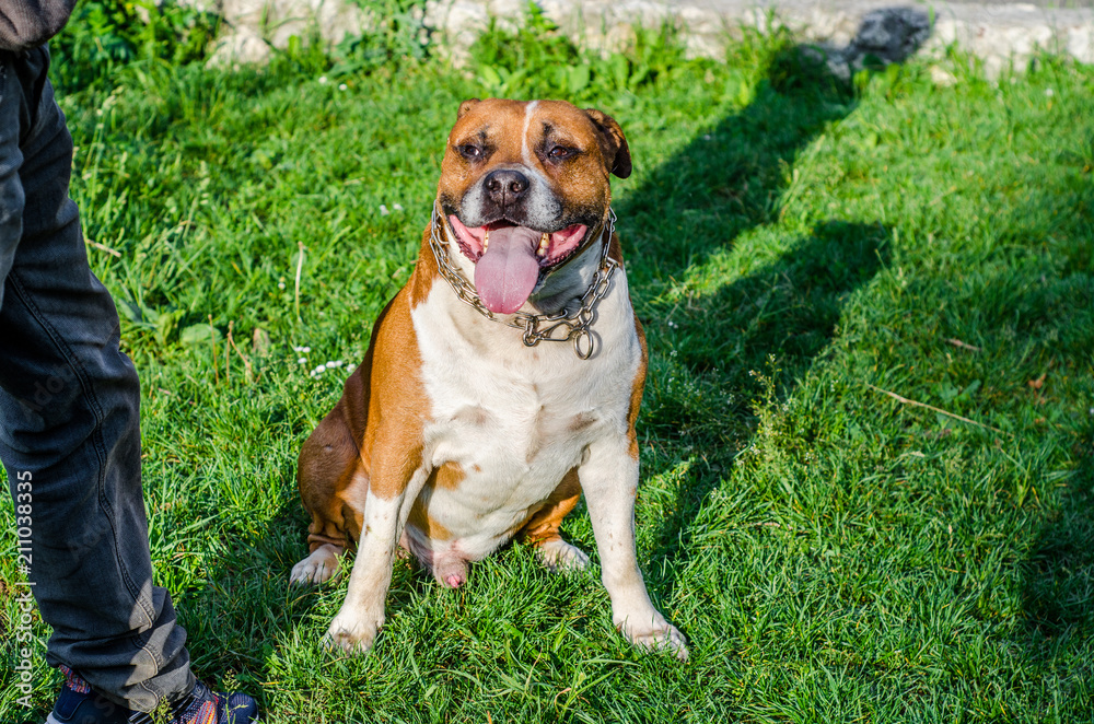 Dog pit bull on green grass in the sunlight