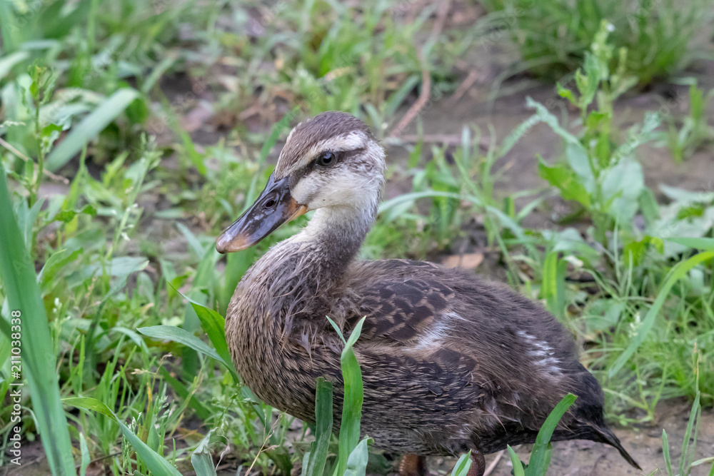 The baby birds of Grey duck in the Toneri park in Tokyo, Japan / Toneri park is a public park in Tokyo The baby birds of Grey duck in the Toneri park in Tokyo, Japan / Toneri park is a public park in Tokyo