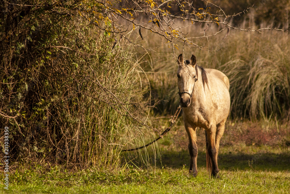 Fototapeta premium Caballo