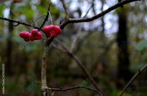 red, berry, forest, nature, lonely, plant, green, tree, autumn, flower, last, summer, leaf, ripe, garden, shrub, season, leaves
