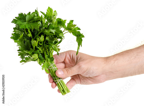 A bunch of parsley in hand on white background isolation