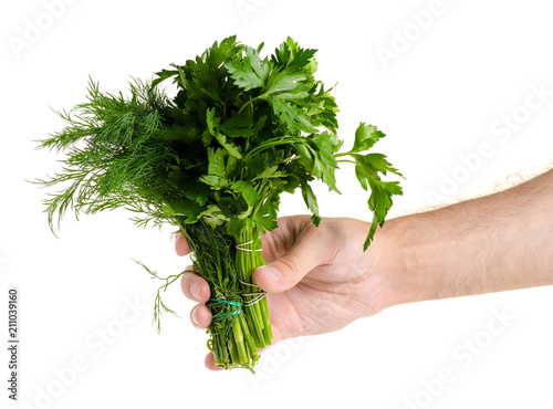 A bunch of parsley and dill in hand on white background isolation
