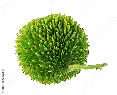 Momordica (Thumba Karawila) with clipping path on the white photo