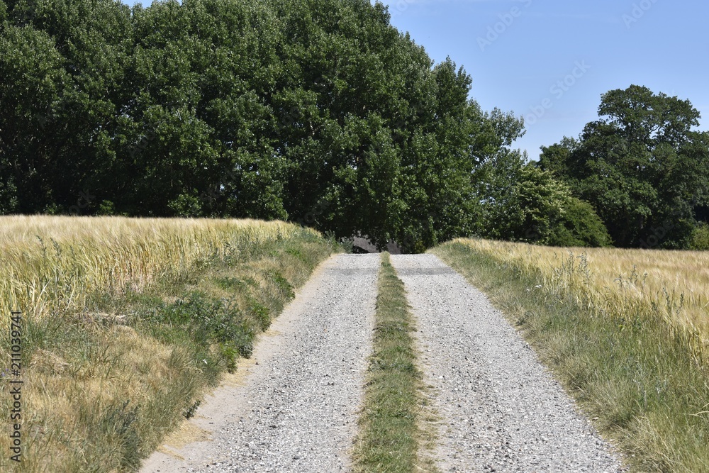 Obraz premium Countryside road through corn field