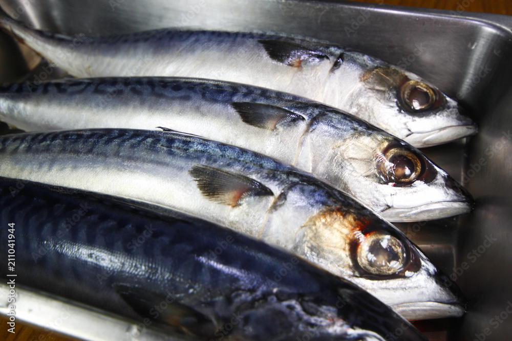 Fresh mackerel fish Fresh mackerel fish