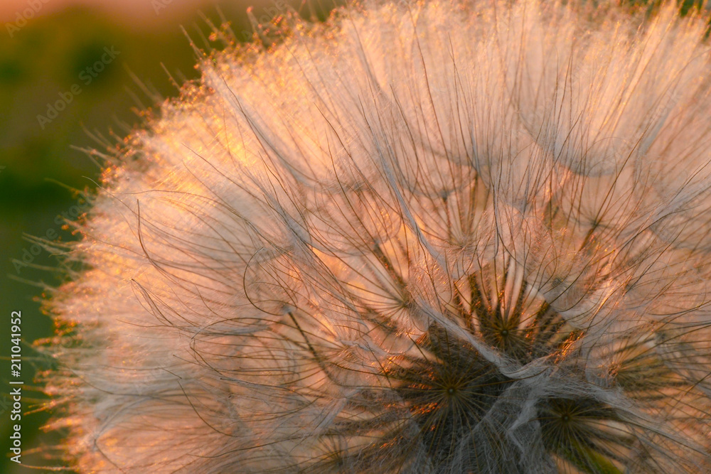 Dandelion closeup against sun during the dawn. Macro of dandelion seeds over sunset background. Spring nature in twilight
