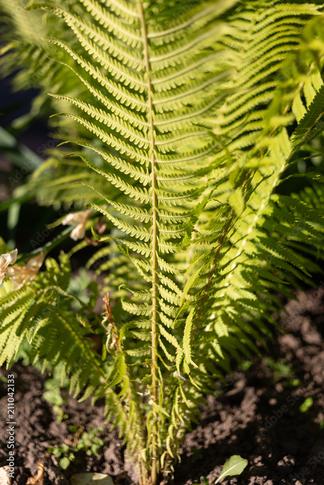Natural green young ostrich fern or shuttlecock fern leaves Matteuccia struthiopteris on each other, the pantone color Natural green young ostrich fern or shuttlecock fern leaves Matteuccia struthiopteris on each other, the pantone color