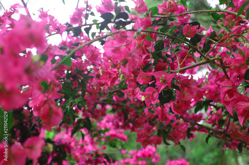 Pink oleander flowers in Greece © Kristina