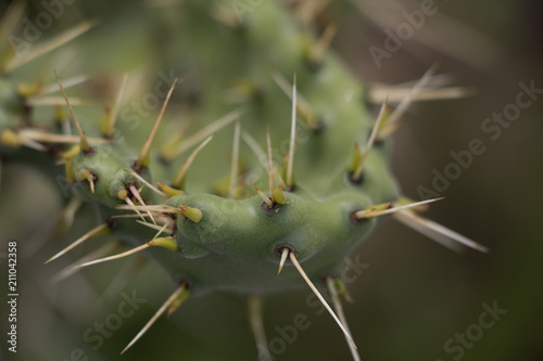 Cactuse