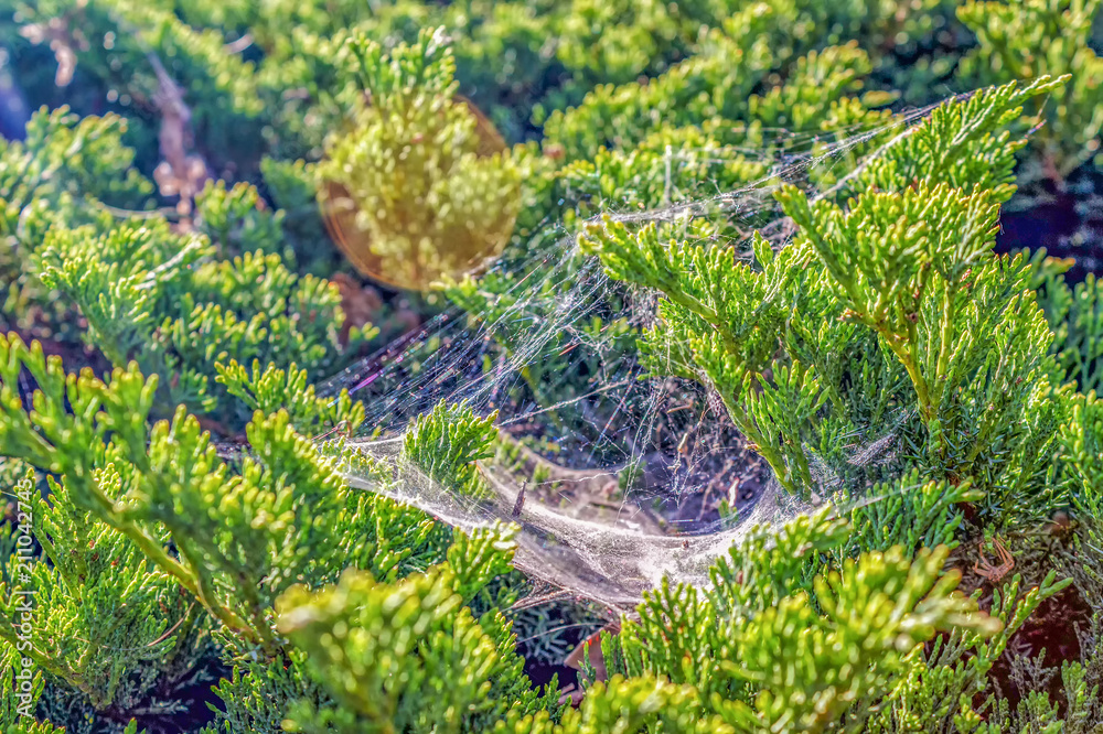 Web in the bush in the morning sun. Web in the bush in the morning sun.