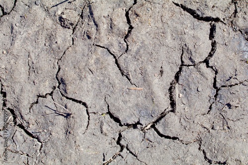 Cracked Dried Mud Texture