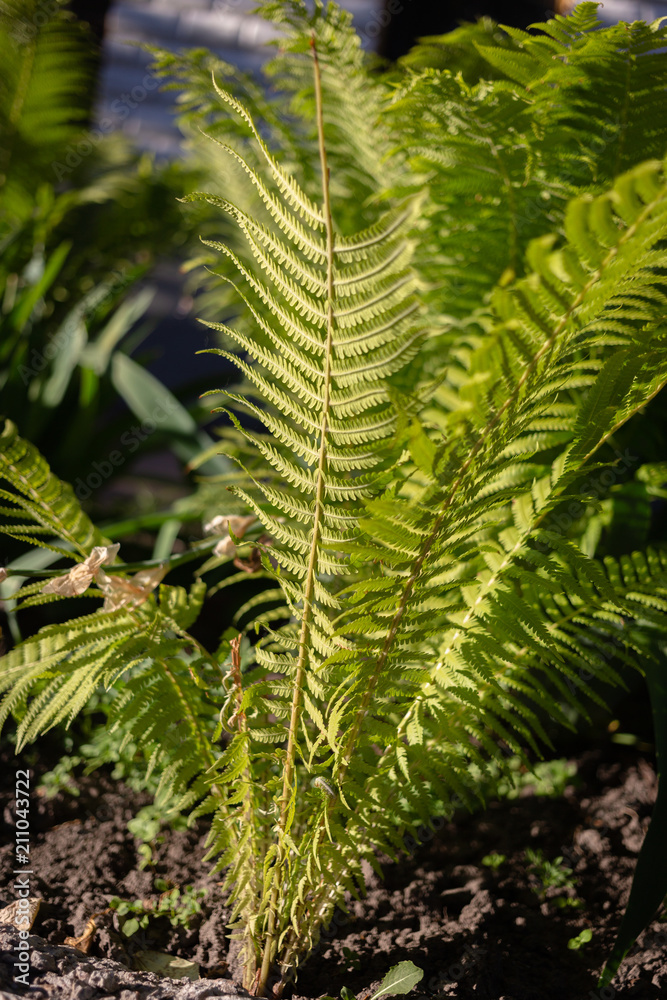ostrich fern true Matteuccia struthiopteris common fern germanica ostrich fern true Matteuccia struthiopteris common fern germanica
