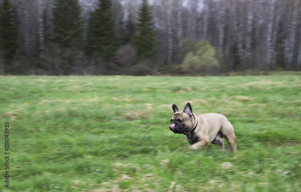French bulldog running through the field French bulldog running through the field