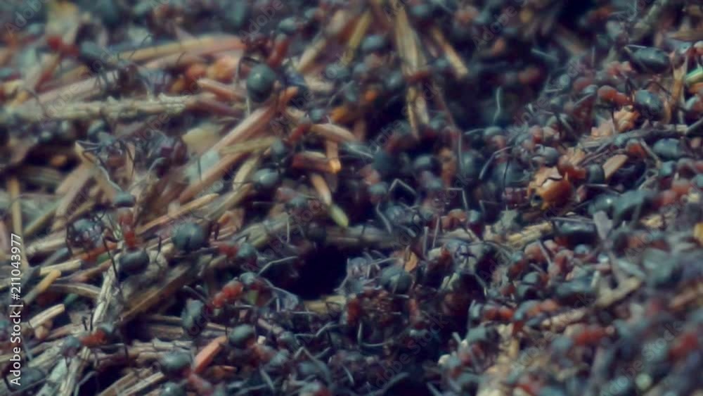 red forest ants in an anthill close-up red forest ants in an anthill close-up
