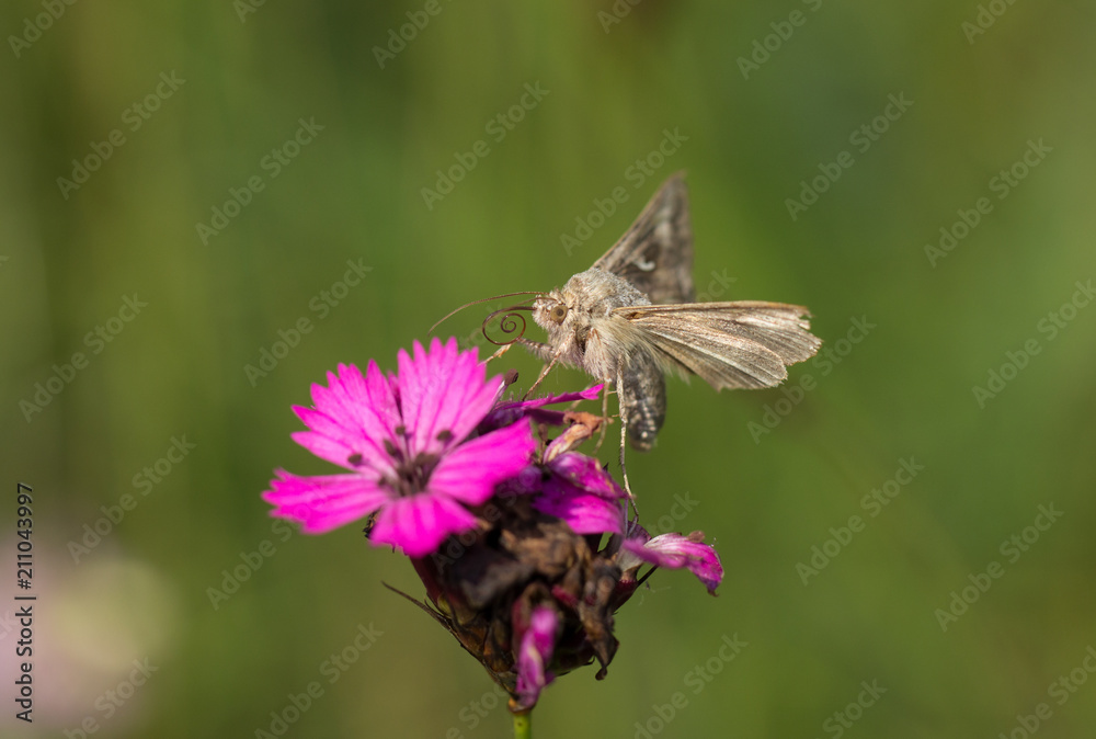 Schmetterling / Falter Schmetterling / Falter