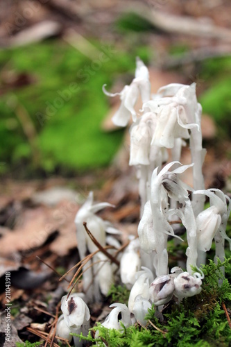 Parasitic Indian Pipe Flowers