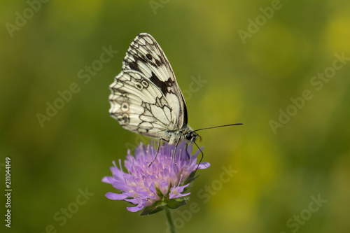 Schachbrettfalter - Schmetterling © Guntar Feldmann