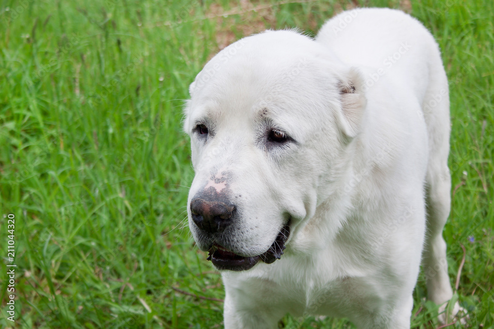 Central Asian Shepherd Dog is standing in a green grass. Central Asian Shepherd Dog is standing in a green grass.