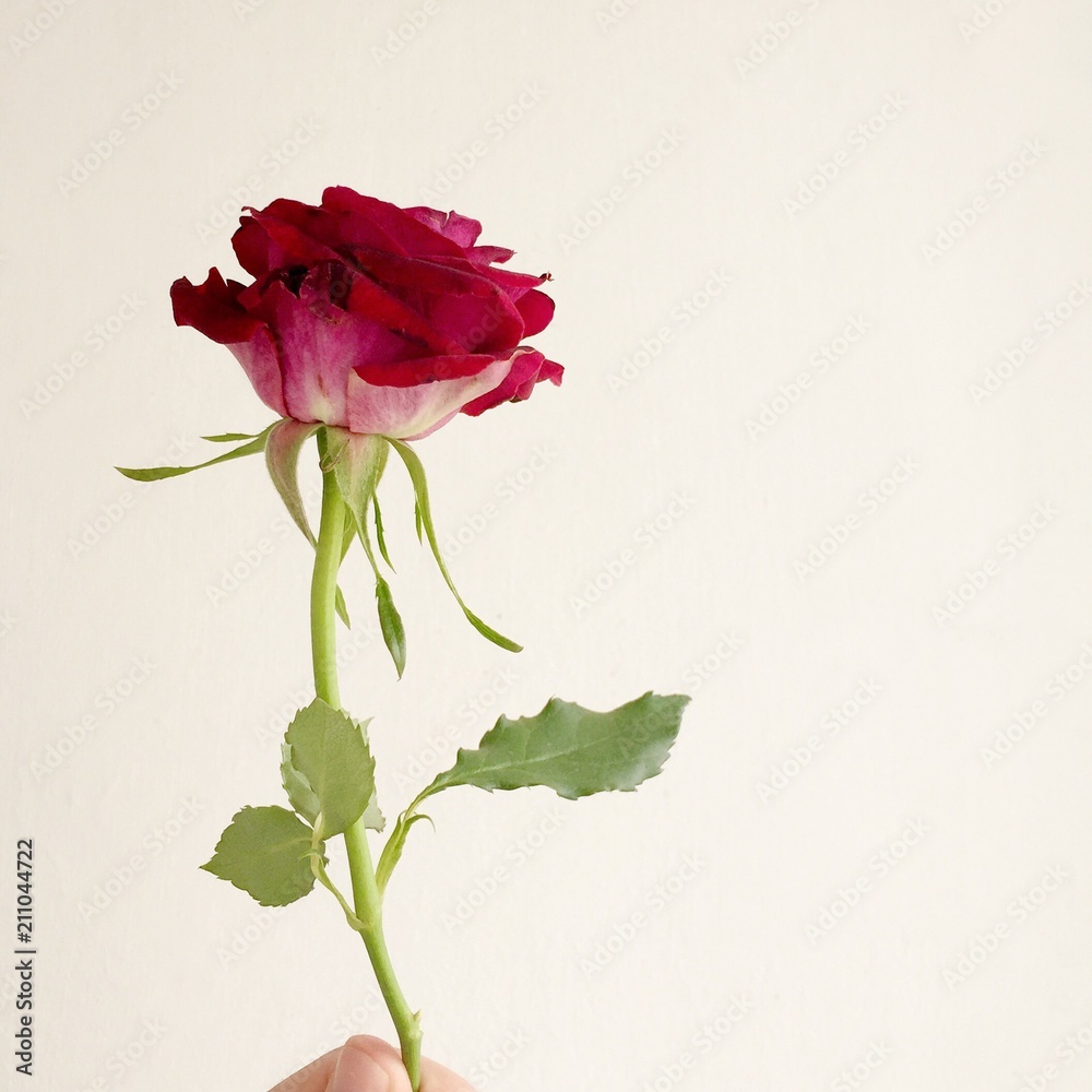 red rose red rose