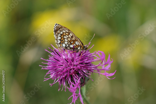 Schmetterling auf lila Blüte © Guntar Feldmann