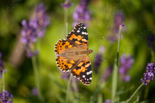 Schmetterling von Lavendelblüten © Guntar Feldmann