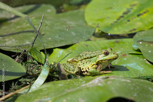 Close-up of a green marsh frog (Rana Ridibunda). Green edible frog, pool frog