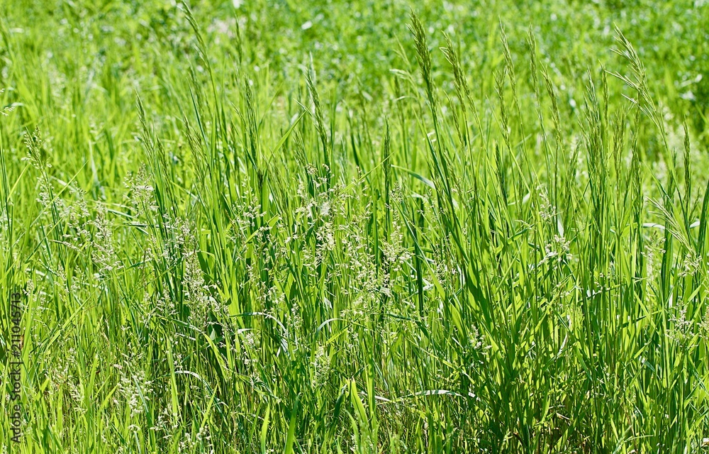 Spring Grass Background Spring Grass Background