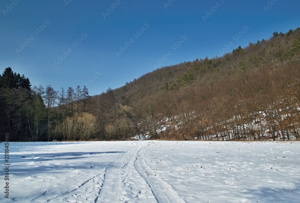 Snowy landscape with forest