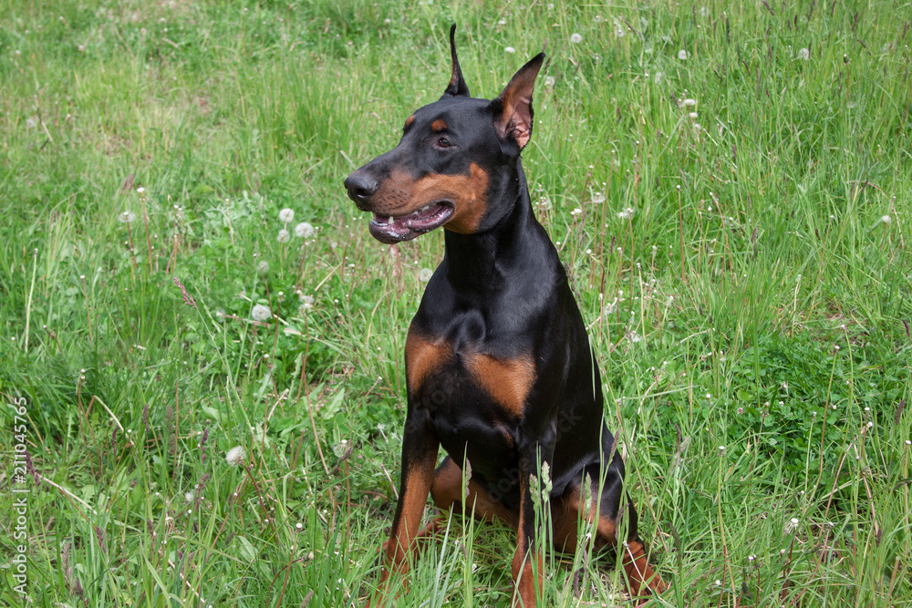 Cute doberman pinscher is sitting on a green meadow.