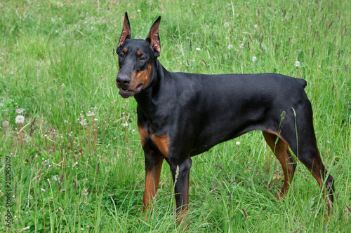 Cute doberman pinscher is standing on a green grass.