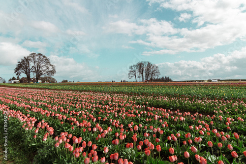 Wallpaper Mural Lined up and ready Torontodigital.ca