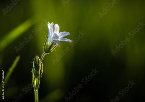 drobny kwiatek w trawie