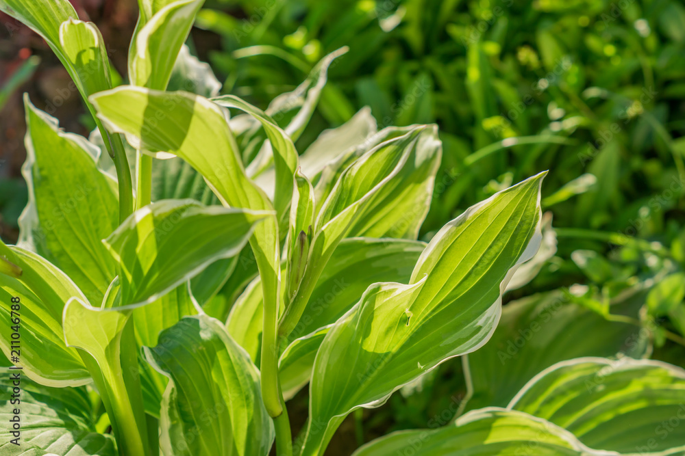 Siebold's hosta (Hosta sieboldiana). Evergreen plant. Siebold's hosta (Hosta sieboldiana). Evergreen plant.
