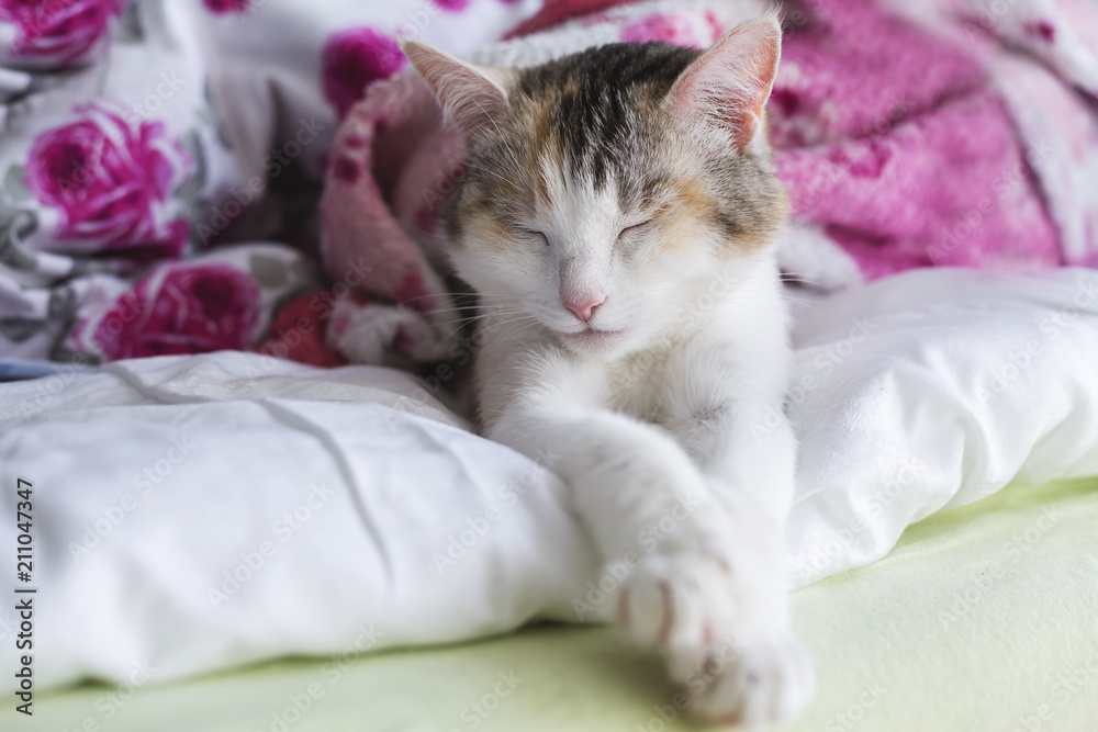 Cat sleeping at home. Pet under blanket