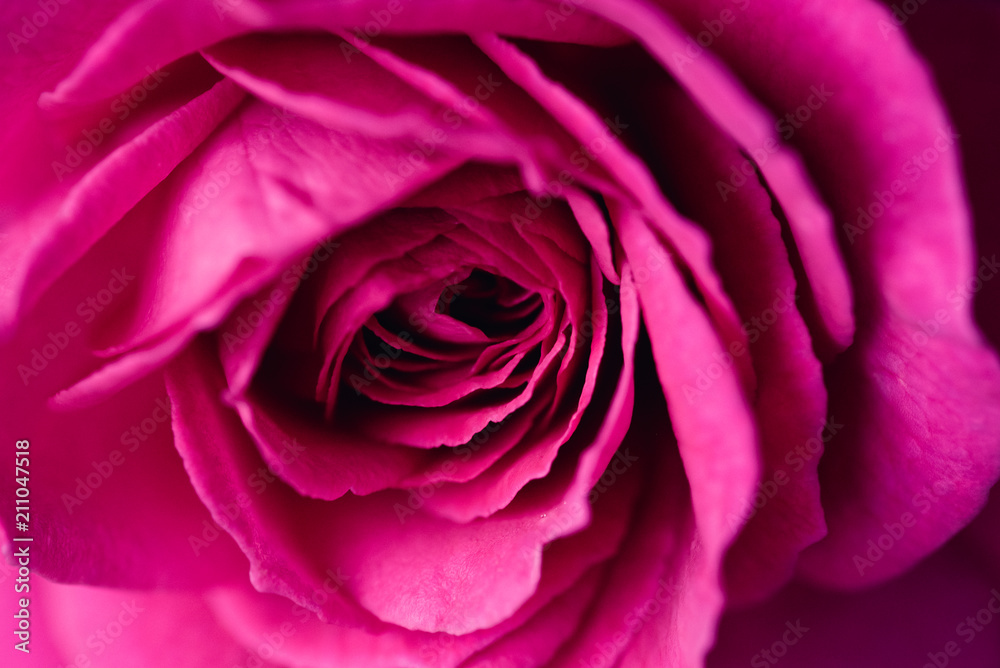 Close up beautiful pink rose flower background,wedding background. Soft blur focus, macro mode. Close up beautiful pink rose flower background,wedding background. Soft blur focus, macro mode.