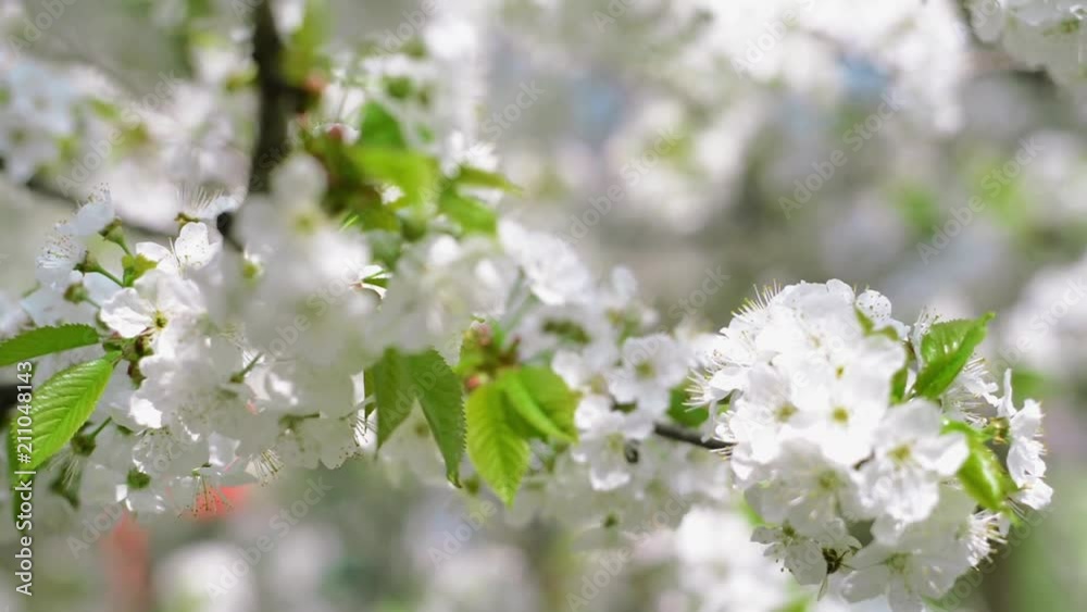 Close up branches of cherry with white blossom Close up branches of cherry with white blossom
