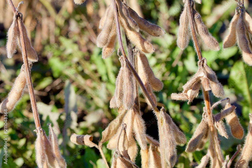 Ripe Soybeans on the Stalk
