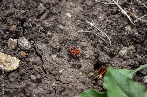 Red soldier bug with black dots on wooden background. Bunch of red beetles or soldier bugs bask in sun. Autumn warm-soldiers red bugs. Soldier Bug (Spilostethus pandurus) red beetles of 13–15 mm photo