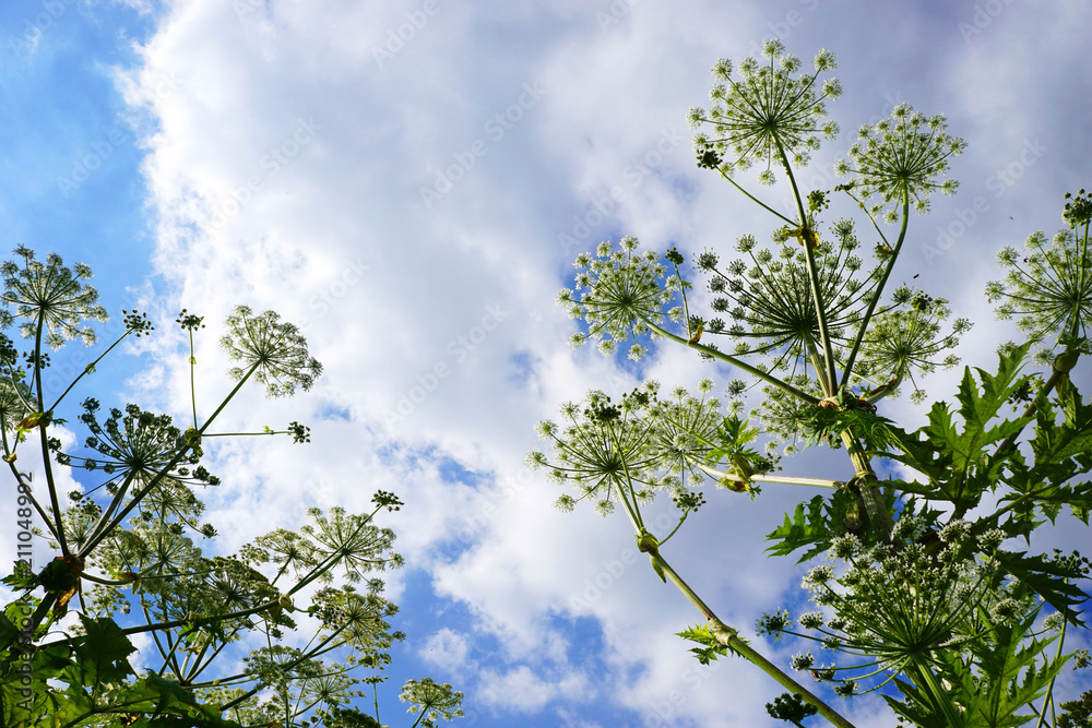 Blüten der Herkulesstaude vor blauem Himmel mit weißen Wolken Blüten der Herkulesstaude vor blauem Himmel mit weißen Wolken