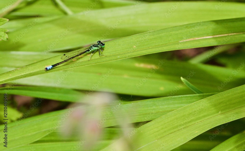 Blue Dragonfly Blue Dragonfly