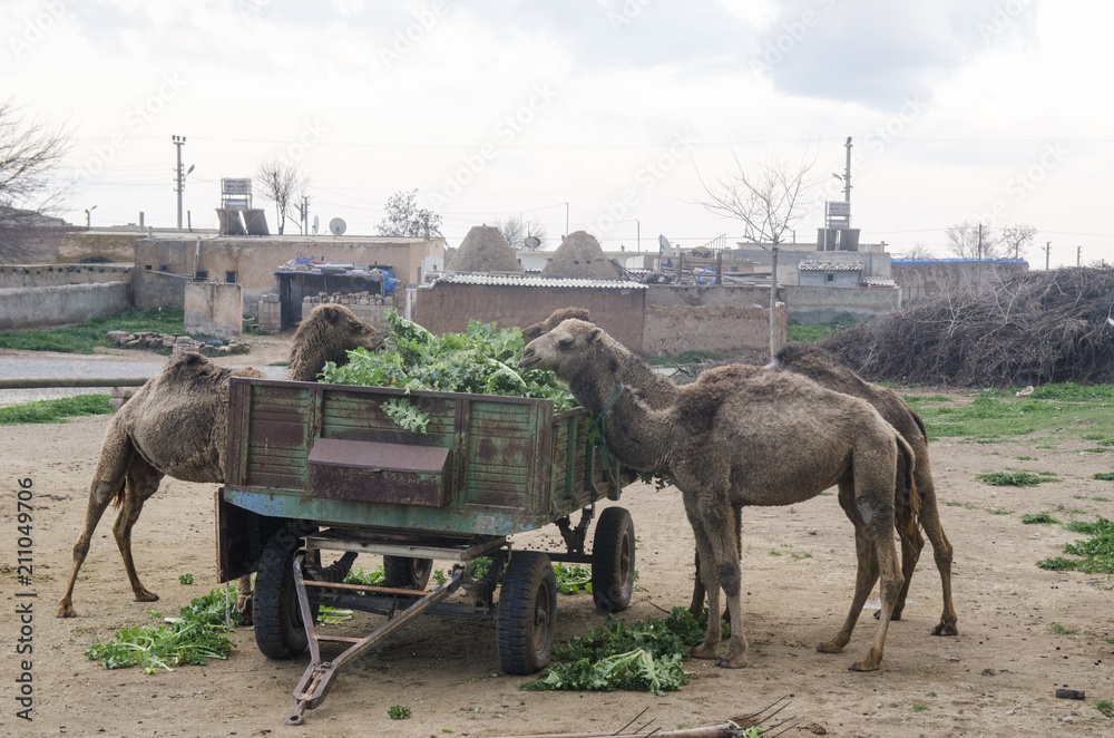 Naklejka premium Camels eating Leaf