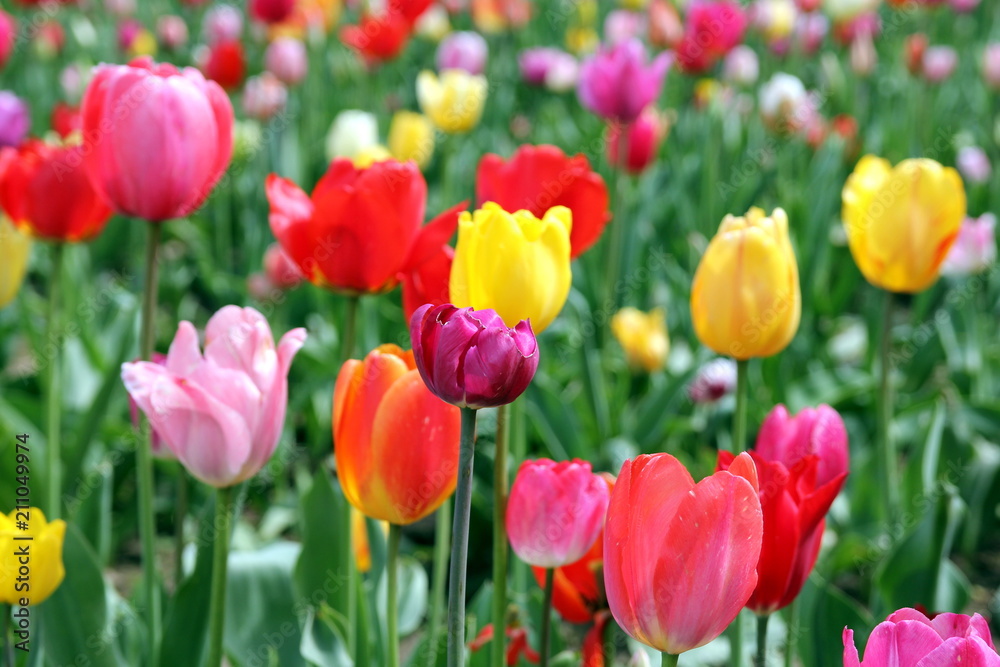 Colorful tulips on a field - mix of red, yellow, orange, violet, pink and white